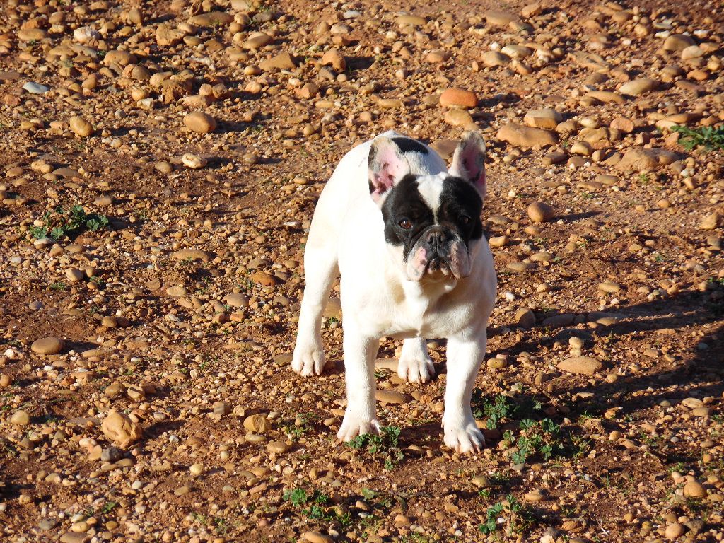 Molly Du Bois Des Maquisards